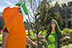 Volunteer health coaches Griffin Sharp ’14 (carrot) and Courtney Lawrence ’15 (peas) promote the Office of Health Promotion.